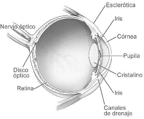 Cuál es la función del ojo Para comprender el glaucoma, primero debe comprender cuál es la función del ojo. La imagen de arriba lo ayudará a identificar las partes importantes del ojo.