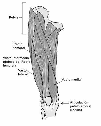Ejercicios para los cuadriceps Los cuadriceps son cuatro músculos de la parte anterior del muslo. Su lesión más frecuente es causada por un golpe directo a dicha zona.