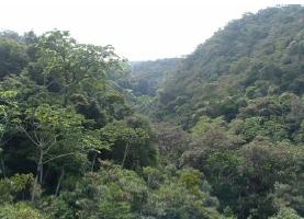 Proteccion de la biodiversidad 2774 ha de bosque nublado conservadas (46 familias) 1 caja de abejas +