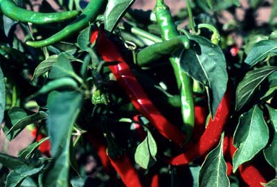 EC 1227-S-E octubre 2006 Cultive sus propios Chiles Los chiles (o pimientos o ajíes) tal vez existen en una variedad más grande de tamaños, formas, colores y sabores que cualquiera otra hortaliza.