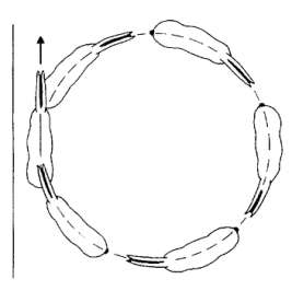 Las figuras usadas en las reprises de Doma Clásica son vueltas, serpentinas y figuras de ocho. Vuelta: La vuelta es un círculo de 6, 8 o 10 metros de diámetro. Si tiene más de 10 metros es un círculo.