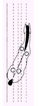 El renvers es el movimiento inverso en relación al travers. Los posteriores permanecen en la pista mientras que los interiores se adentran.