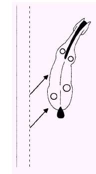 El apoyo es una variante del travers, ejecutado en una línea diagonal en lugar de a lo largo del muro.
