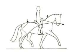 la línea superior se alarga y se eleva en relación a la inferior, la estabilidad se vería comprometida y el caballo tendría dificultad en encontrar un equilibrio armónico y correcto.