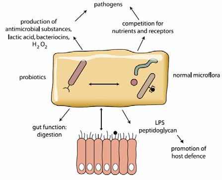 Guías prácticas de la OMGE Probióticos y prebióticos 13 Microorganismos patógenos Virus (rotavirus, poliovirus) Bacterias (Salmonella, Listeria, Clostridium, etc.) Parásitos (Toxoplasma) 3.