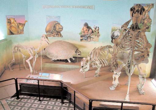 Pueden ocuparse de animales o de plantas, incluir exhibiciones de mineralogía, centrarse en restos fósiles de especies desaparecidas.