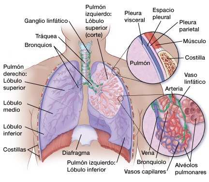 Los pulmones Los pulmones son dos órganos con apariencia de esponja que se encuentran en su pecho. El pulmón derecho se divide en tres secciones, denominadas lóbulos.
