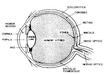 En los ojos, el tipo de lesión producida varía con la longitud de onda de la radiación: La radiación visible (400-700 nm) y la de infrarrojo-a (700-1400 nm) pueden atravesar los diferentes tejidos