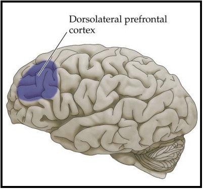El córtex lateral prefrontal y de asociación Este área del cerebro es la más grande y tiene conexiones con todo el neocórtex. Esta región es la encargada de generar memoria semántica.