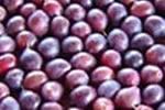 Para efectuar la operación de giro de la fruta se utiliza una paleta o rastrillo de metal, como por ejemplo, un rastrillo de cantos romos o tubo roller para no dañar la fruta. 11.