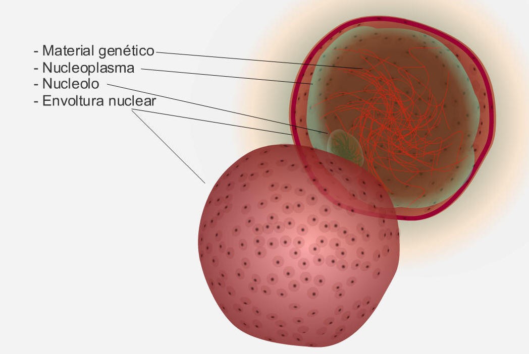 5 La célula, unidad de vida El núcleo es la estructura característica de la célula eucariota.