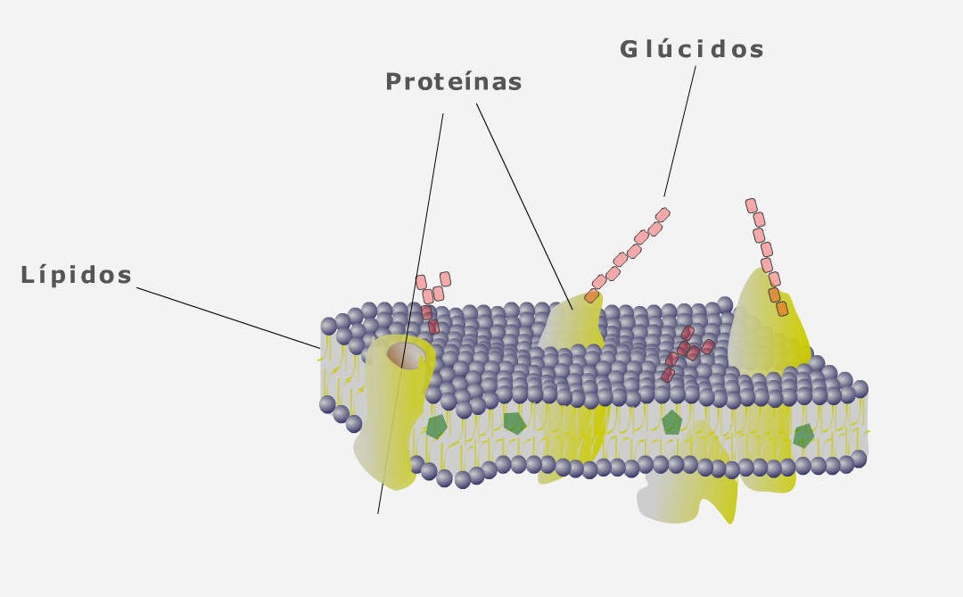 La célula, unidad de vida 5 4. Partes de la célula eucariota Membrana plasmática: formada por lípidos, proteínas y una pequeña proporción de glúcidos.
