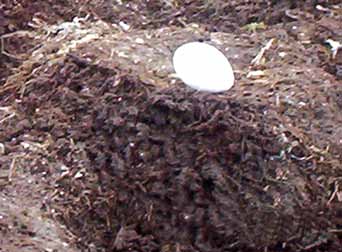 Día: 12 / enero / 2005 Nivel de embalse: 13 416.35 p.s.n.m. Huevo de Parihuana hallado en la Reserva Nacional de Junín (lago Junín).