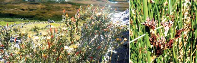 Especies de flora nativa representativa del lago Junín y adyacentes (especie conocida como Huamanpinta, Chuquiraga spinosa y muestra de inflorescencia de totora, Scirpus californicus var.