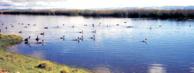 peruanos, en la actualidad se han registrado 150 especies presentes entre residentes, migratorias y ocasionales, siendo comúnmente encontradas alrededor de 70 especies durante todo el año en el lago.