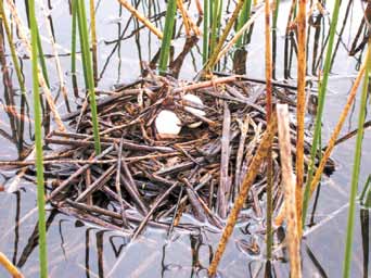 La cantidad de posturas por nido es en promedio de 1 huevo, aunque se han encontrado nidos con 2 y hasta 3 huevos.
