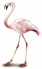 a) DENOMINACIÓN DE LA ESPECIE Nombre científico : Phoenicopterus chilensis Nombre común : Parihuana, flamenco andino, flamenco chileno, Inglés : Chilean flamingo Nombres locales : Pariona b) ESTATUS