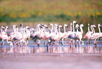 A4i. Congregaciones de especies: Se conoce o considera que el lago Junín mantiene, de forma regular, 1% de una población biogeográfica de esta especie de ave acuáticacongregatoria.