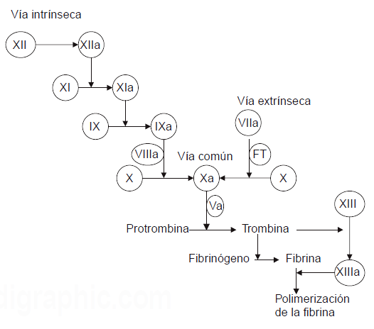 coagulación a través del tiempo de protrombina (TP) y tiempo de que corresponden a las vías extrínsecas e intrínsecas respectivamente. tromboplastina parcial activado (TTPa) Figura 1.