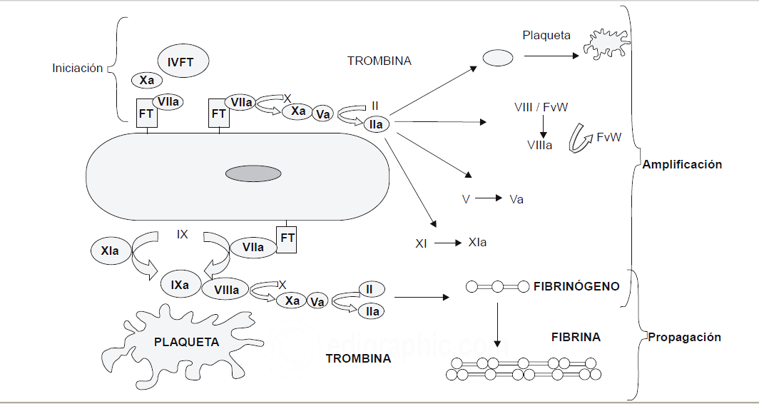 La trombina generada, activará al factor XIII o factor estabilizador de fibrina y a un inhibidor fibrinolítico (TAFI) necesarios para la formación de un coágulo de fibrina resistente a la lisis (4).