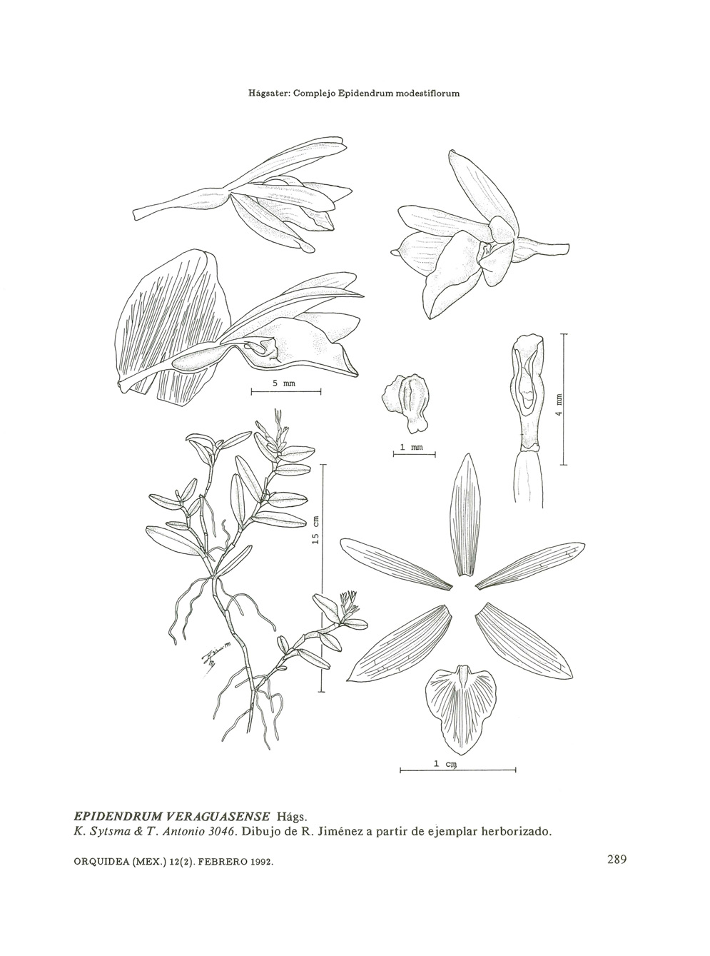 Hágsater: Complejo Epidendrum modestiflorum 1rnm ~ 1 c'll EPIDENDRUM VERAGUASENSE Hágs. K. Sytsma & T.
