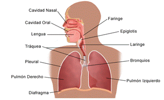 LA RESPIRACIÓN La respiración es una de las funciones principales de los organismos vivos.