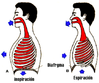 En el ser humano el aporte de oxígeno se realiza por medio del aparato respiratorio que está compuesto por las fosas nasales, la boca, la faringe, la laringe, los bronquios y los pulmones.