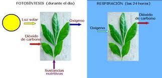 Fotosíntesis: Reacción que se produce en las células vegetales, en presencia de luz, las plantas transforman el dióxido de carbono que toman del aire y el agua que absorben del suelo, en glucosa, un