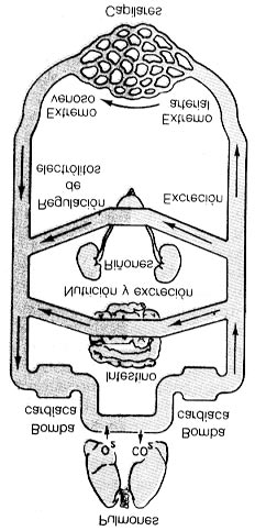 La figura 2-2 ilustra la circulación completa de la sangre en el organismo. * la segunda, el movimiento del líquido entre los capilares sanguíneos y las células a través del líquido intersticial.
