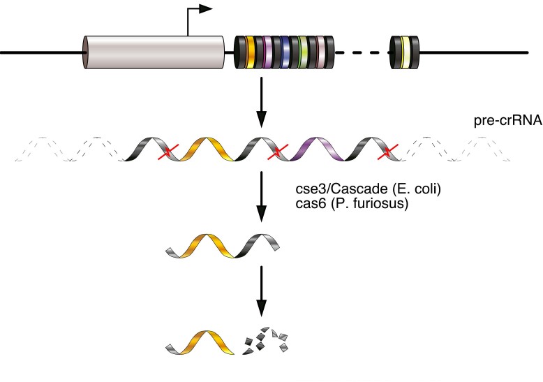 Procesamiento exonucleólitico. crrna maduro Figura 3- Procesamiento del RNA precursor hasta la obtención de crrna maduro. [tomado y traducido de F.V. Karginov y G:J. Hannon.