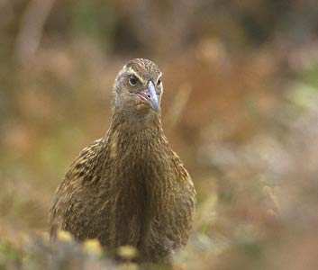 1. Introducción LA Weka (Gallirallus australis) es un ave endémica de Nueva Zelanda. Esta Gallinácea en peligro de extinción es famosa por su curiosidad y agresividad.