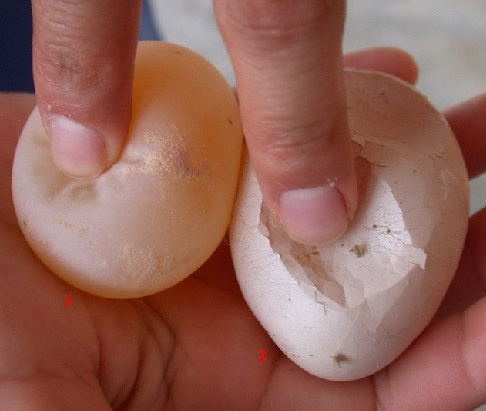 3. Después del tiempo indicado, saca el huevo y enjuágalo con agua. 4. Observa qué sucedió con el huevo, y tócalo. Qué sucede? El cascarón del huevo ha desaparecido.