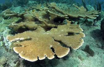 62 Corales que están en la lista de especies en riesgo Foto: noaan