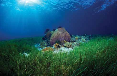 89%; en la región de El Caribe, la población de una especie de erizo de mar decreció en 92% y la densidad de peces arrecifales en 9%.