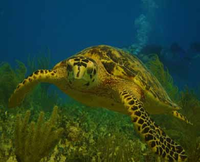 Las tortugas marinas de El Caribe: un futuro incierto). Otros ecosistemas marinos, quizá no tan conocidos pero también muy importantes, son las llamadas praderas de pastos marinos ( 63).