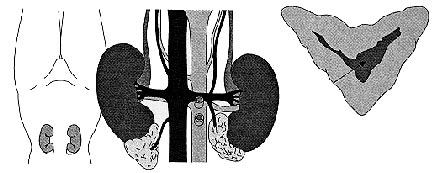bre el polo superior de cada riñón. Están constituidas por dos sectores distintos en el mismo órgano, la más externa es la CORTEZA y la parte central se denomina MEDULA.