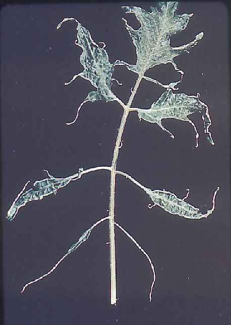 20 4. Defoliación: Caída anormal de hojas de una planta. Se produce simultáneamente con una muerte regresiva.