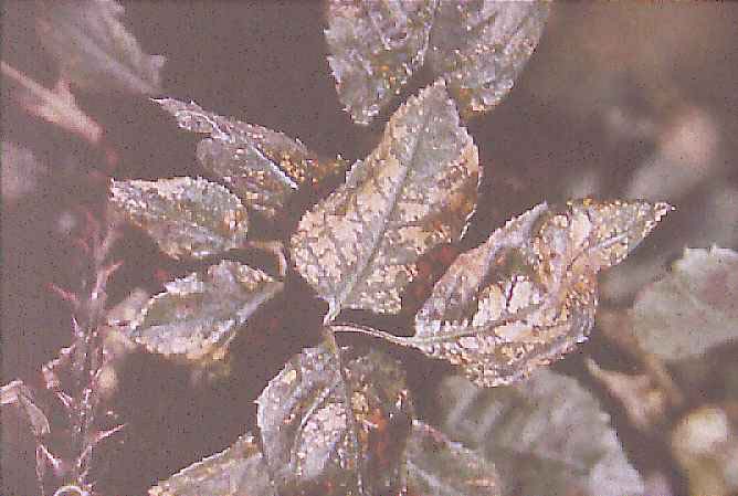 55 Decoloración internerval en hojas de rosal Decoloración blanca internerval en hojas de planta indicadora El SO 2