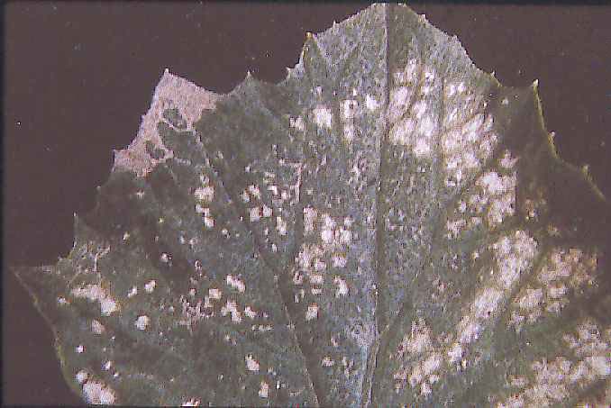 58 Se produce también zonas necróticas blanquecinas entre las nervaduras y las hojas se desprenden antes de tiempo (síntomas parecidos a los del SO 2 ).