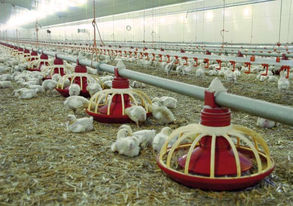 e n ep no tr rte avd ias t a Un sistema automatizado de alimentación permite a los pollos beber y alimentarse cuando lo necesitan.