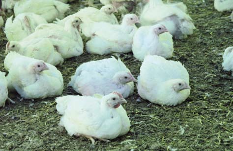 e n t r e v i s t a Después de 49 días y con un peso medio de 2,5 kg los pollos salen al matadero.