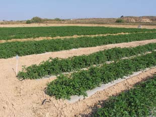 En todos los ensayos se ha plantado tomate de industria, cultivar Perfect Peel, sobre caballones de unos 80 cm de anchura y a una distancia de 20 cm entre plantas y 1,5 metros entre filas.