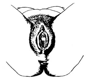 Materiales de trabajo: Sistema Reproductivo Femenino Órganos genitales externos Labios externos Labios internos Abertura vaginal Clítoris Orificio urinario Ano Los órganos genitales externos