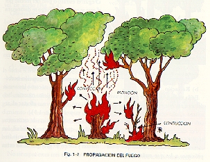 En el caso del incendio forestal el primer elemento será el combustible vegetal, constituido por las plantas vivas tanto herbáceas como leñosas y por los residuos muertos como las leñas, que se
