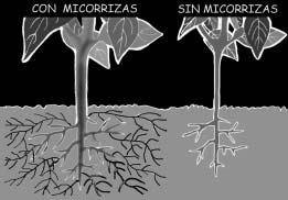 S A L U D D E S U E L O S de estos hongos consiste en que aumentan el área de absorción de agua y nutrientes de las raíces y los vuelven solubles; además, al ocupar un espacio en las raíces, no