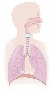 El interior de los pulmones Los pulmones están encargados de hacer circular el aire dentro y fuera del cuerpo. En el interior de los pulmones, el aire recorre una red de vías aéreas (los bronquios).