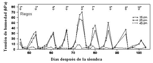 Se puede observar que el cultivo fue regado cuatro veces (líneas verticales en el gráfico de la Figura 3.