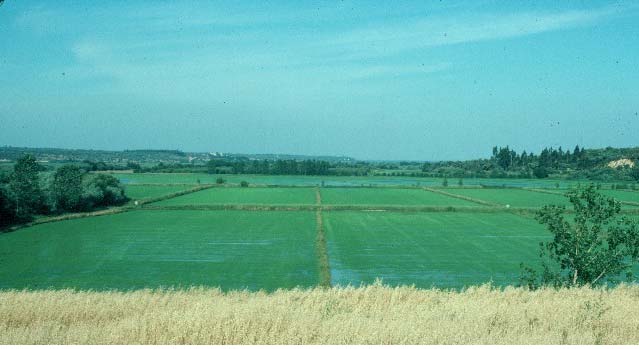 Figura 5.4. Canteros modernizados de grandes dimensiones para riego de arroz, con redes independientes de riego y de drenaje, en el Valle del Sorraia (Portugal).