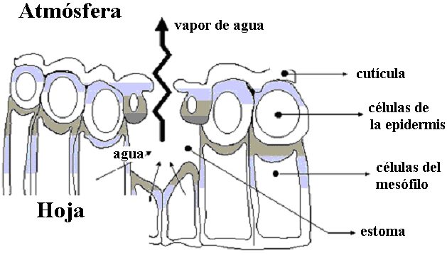 Fuente: Allen et al. (1998). Figura 1.1. Estructura de una hoja y representación esquemática de la evaporación desde el estoma.