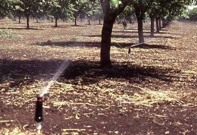 campaña siguiente. Las instalaciones temporales, también, se usan en el riego de frutales bajo las copas de los árboles. Fuente: Nelson (2003). Figura 6.29. Sistema de cobertura total temporal.